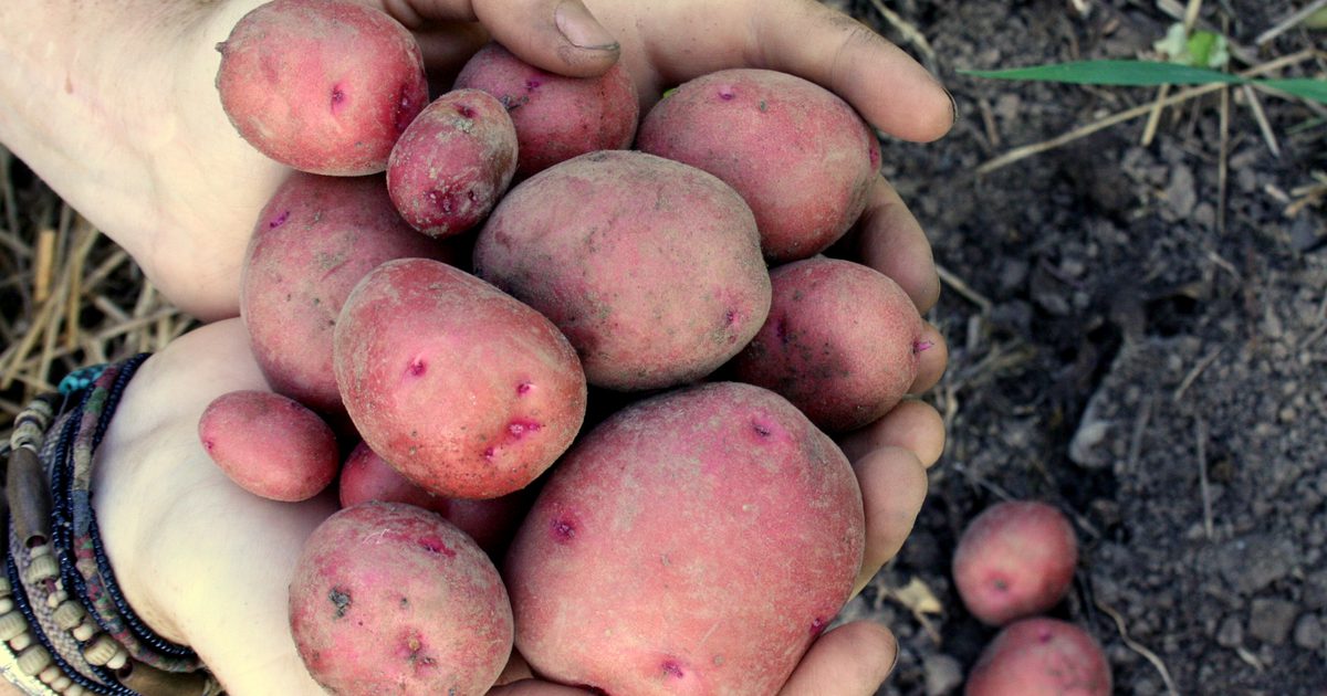 Är röda potatisar hälsosamma?