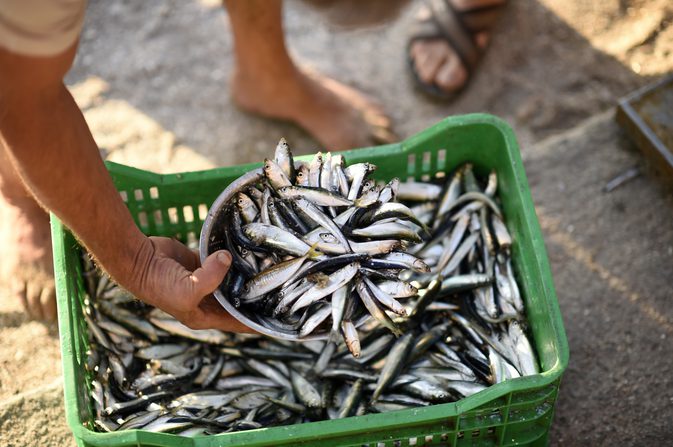 Er sardiner en god kilde til kalsium?