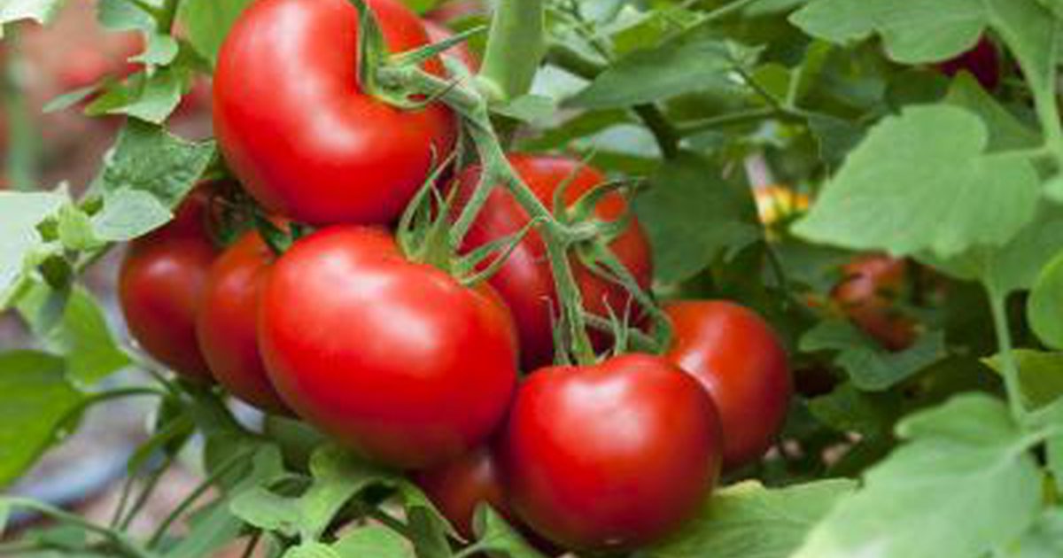 Има ли домати с високо съдържание на захар?