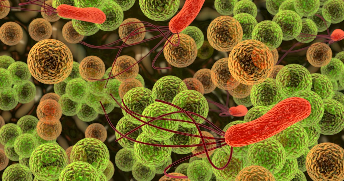 Funkcje komórek bakterii