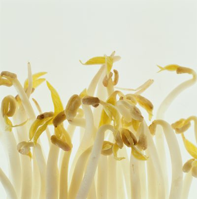 Bean Sprouts Nutrition Information