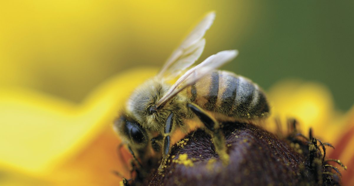 نحلة حبوب اللقاح والخصوبة