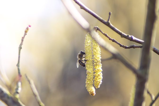 Pyłek pszczeli na raka