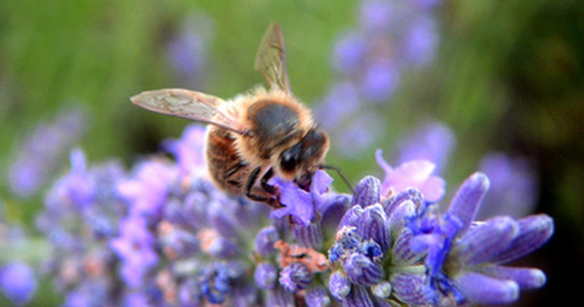 Neželeni učinki čebeljih cvetov