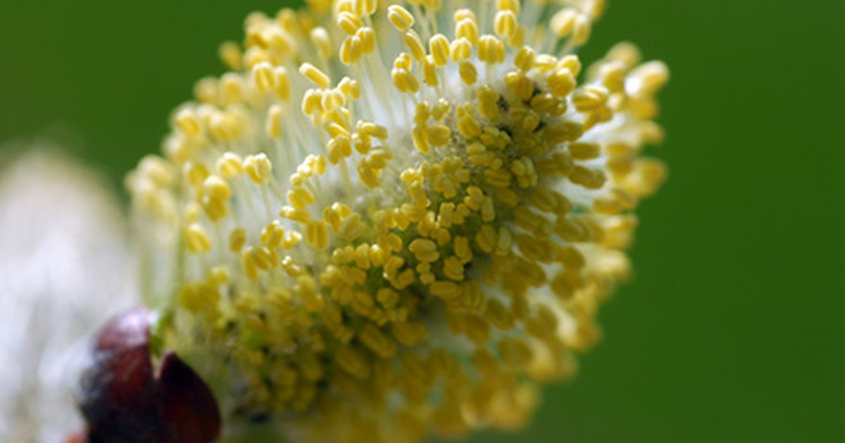 Bee Pollen Anvendelser