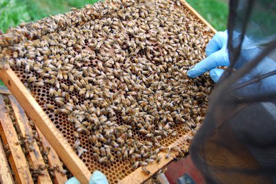 Včelí propolis a Royal Jelly Výhody