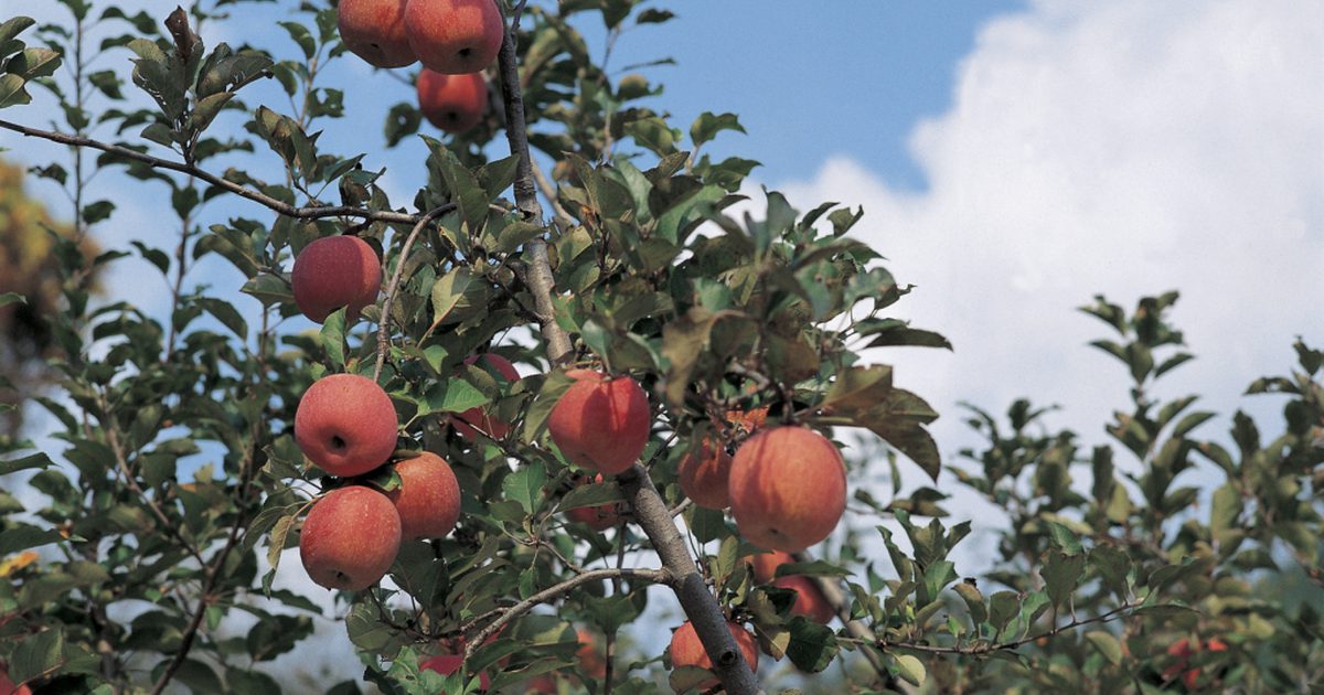 Korzyści z niepasteryzowanego octu jabłkowego Aspall