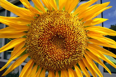 Die Vorteile von Sonnenblumenöl auf das Haar