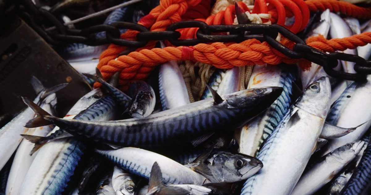 मछली के तेल के 1,000 मिलीग्राम लेने के लाभ