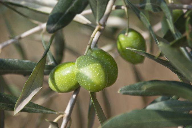 Korzyści i skutki uboczne ekstraktu z oliwy z oliwek