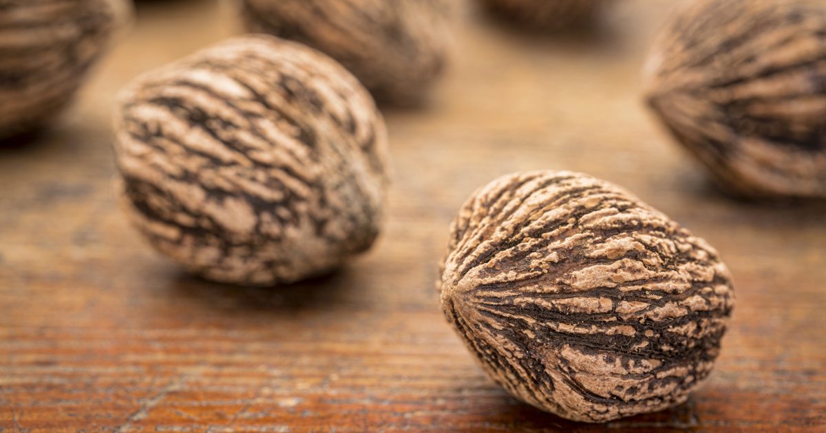 Black Walnut Extract Side Effects