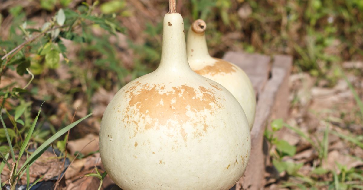 Zawartość odżywcza butelki Gourd