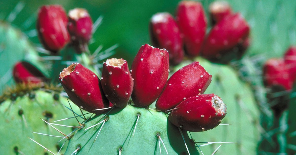 Kaktus-Saft zur Verringerung der Entzündung