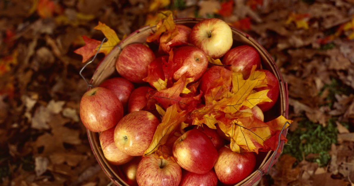 Kan æblecider eddike skade maven eller spiserør?