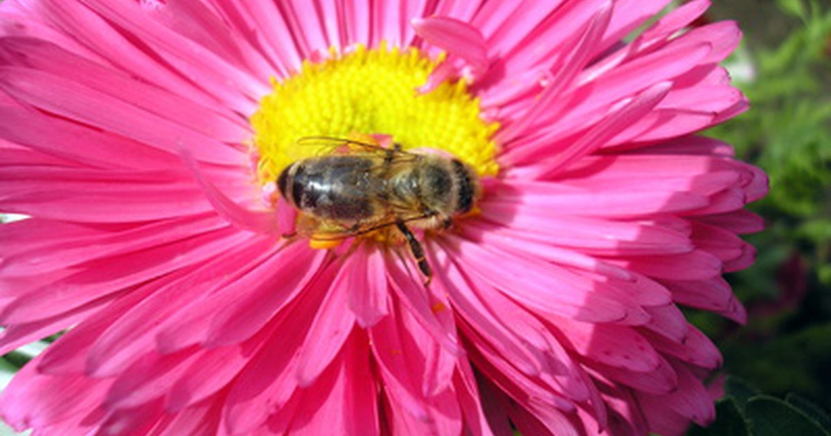 Kan bijenpollen de huid ten goede komen?