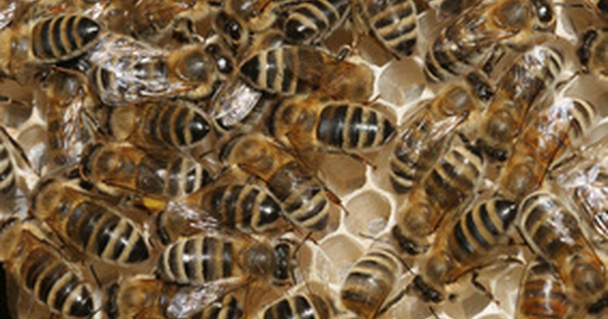 Може ли пчелен восък да извлече полза от кожата?