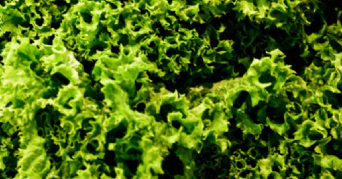 Могут ли темные зеленые листовые овощи увеличить кровотечение?
