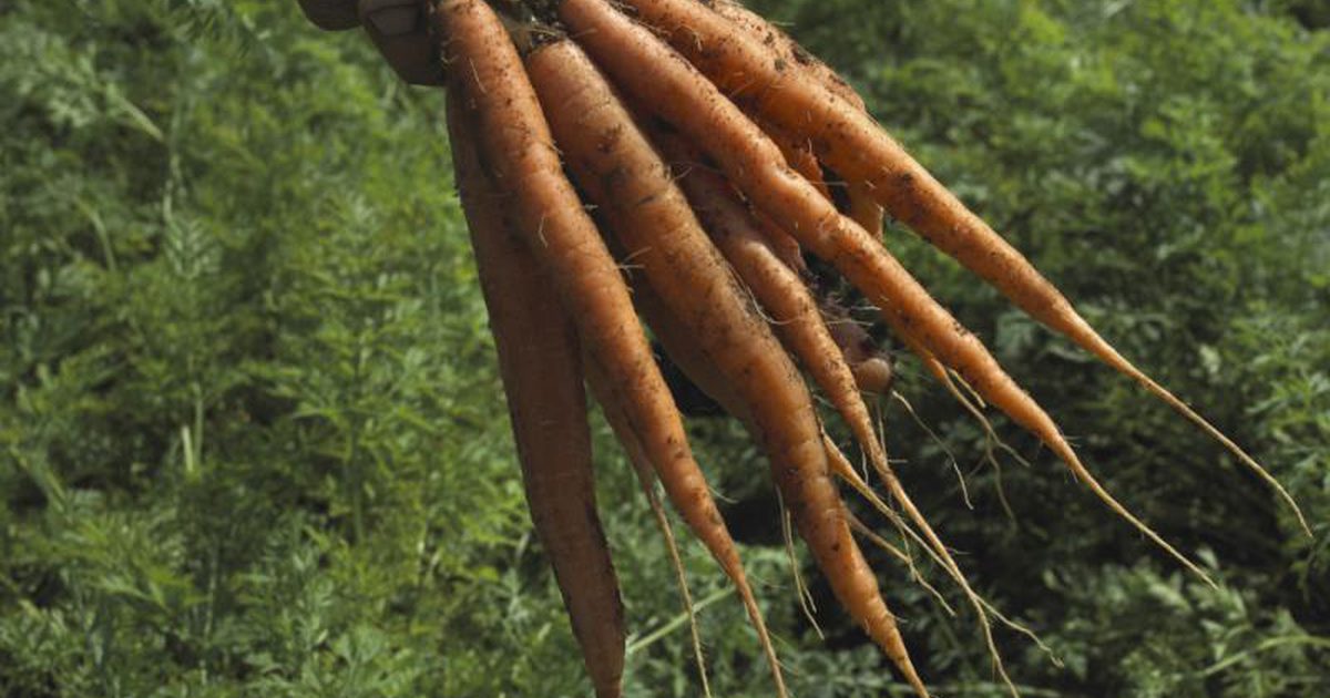 Може ли яденето на моркови да ви помогне да отслабнете?