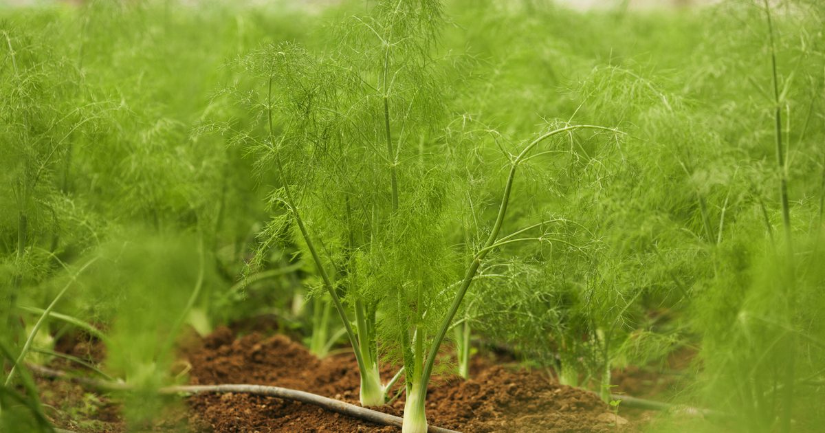 Czy zioła fennelowe i kozieradka mogą być toksyczne?