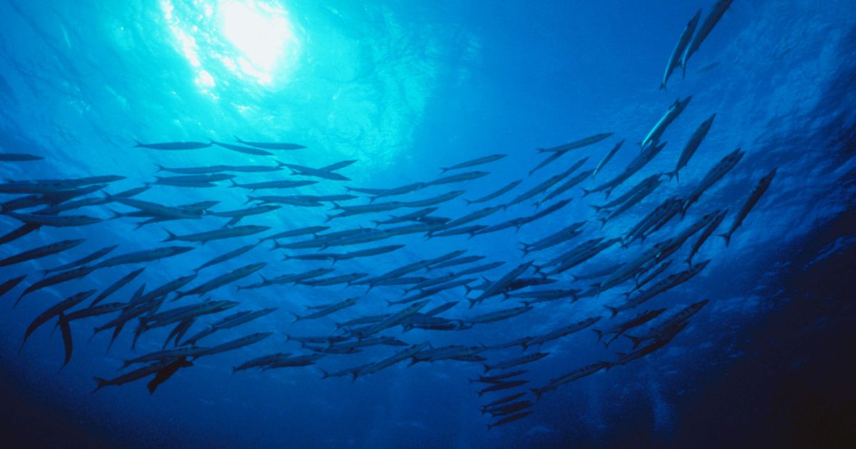 क्या मछली का तेल अनियमित दिल की धड़कन का कारण बन सकता है?