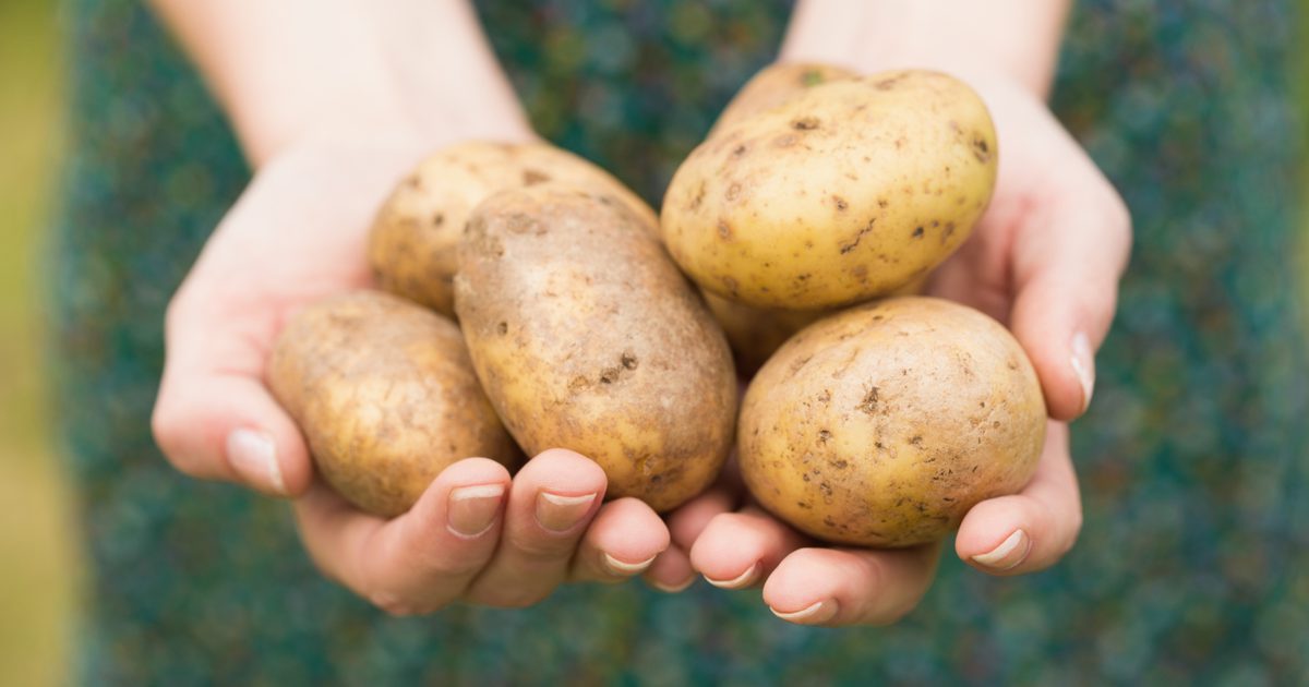 Kan du äta gröna skinn på potatis?