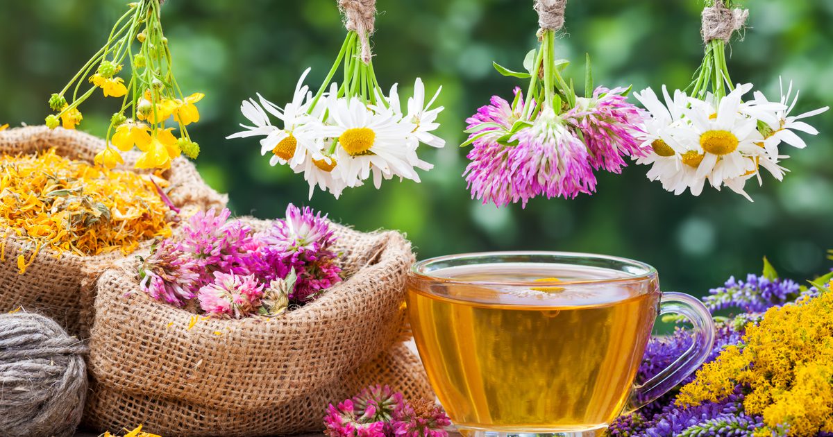 Czy masz alergię na swędzenie od herbaty rumiankowej?