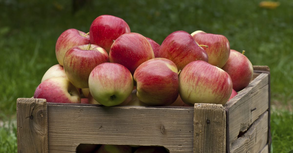 عدد الكربوهيدرات في التفاح