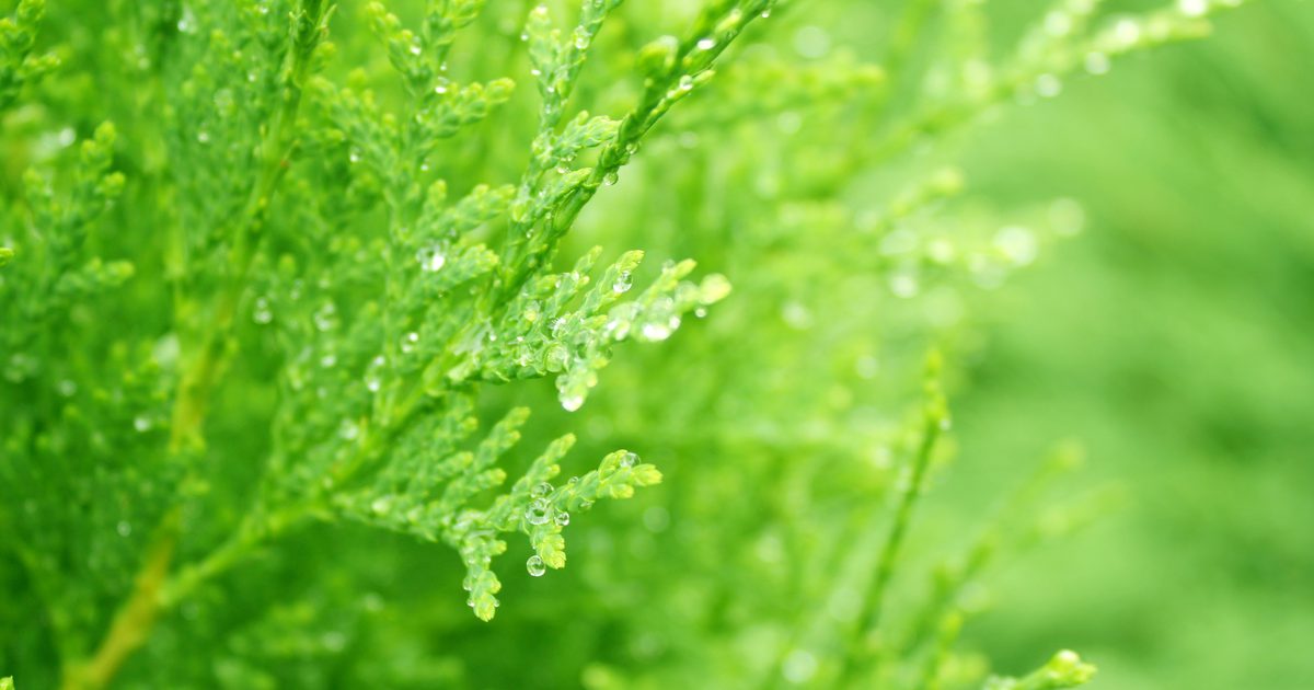 Cedar Leaf Oil Toxicity