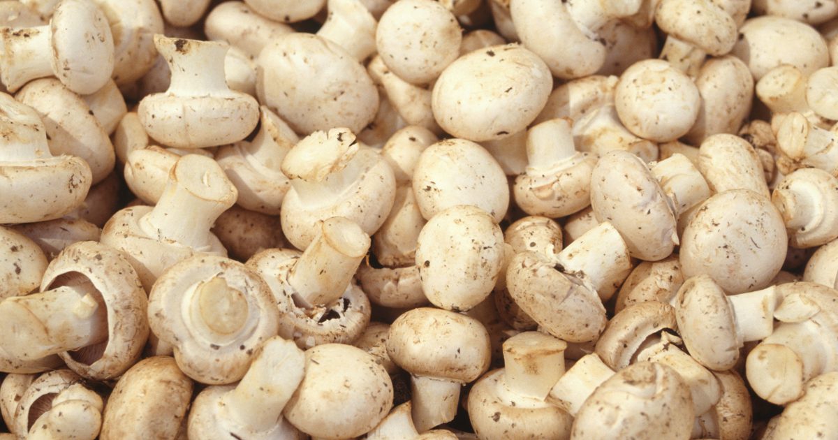 Ostekakefabrikken Wild Mushroom Soup Nutrition