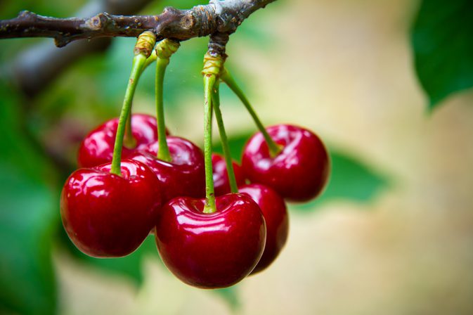 Cherry Fruit Nutrition