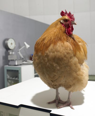 Informacje żywieniowe kuchni kurczaka