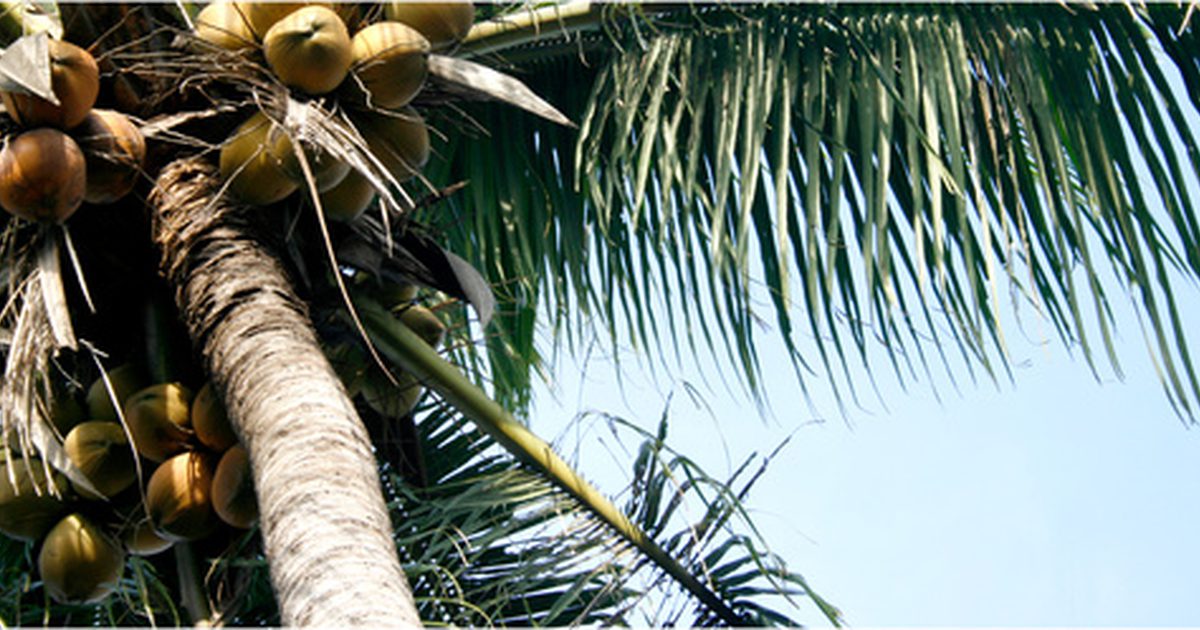 Kokosolie Allergi Symptomer
