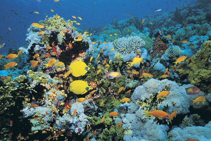 Korallkaliumfordele