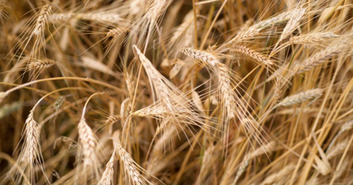 Cracked Wheat Vorteile