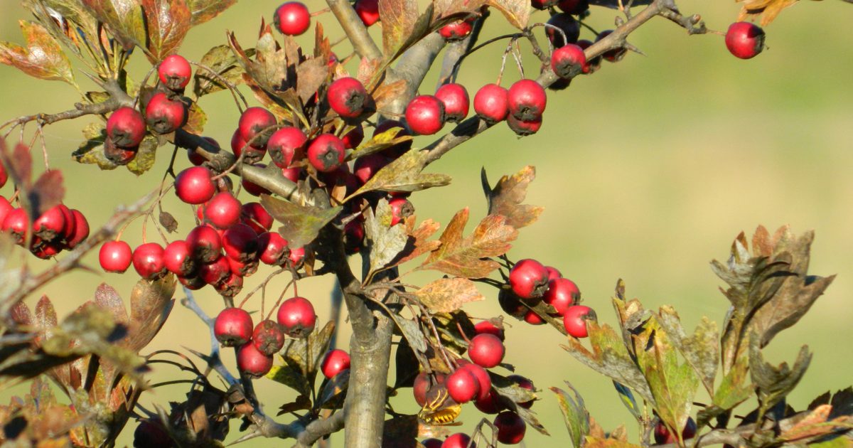 Cranberry Extract Side Effects