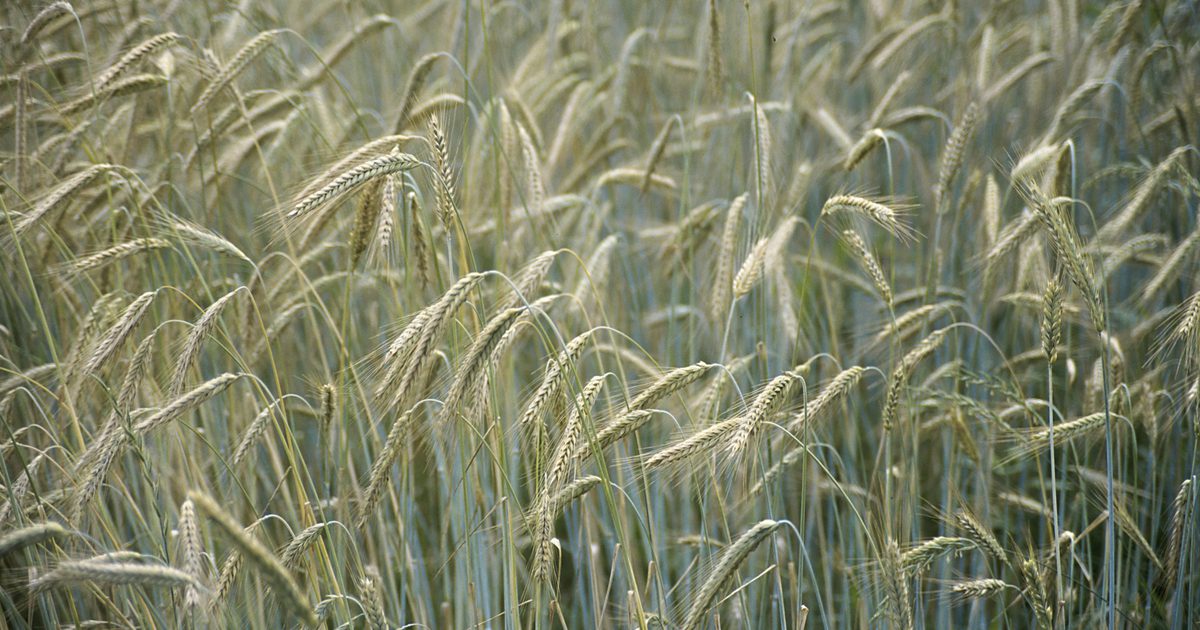 Разница между пшеницей и без глютена
