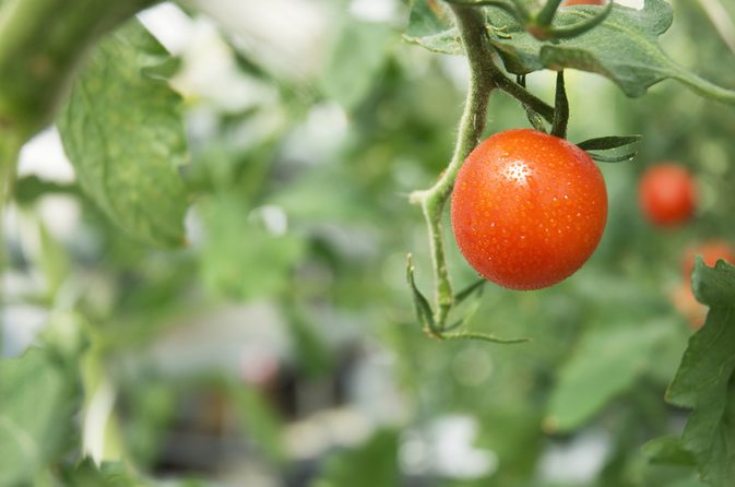 Hæver tomater blodsocker?