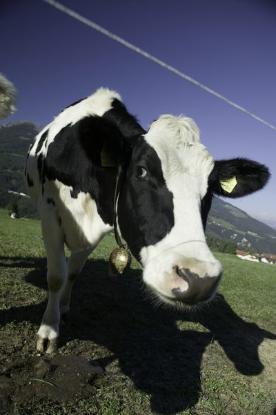 Má kefír mlieko viac výhod ako proteín z srvátky?
