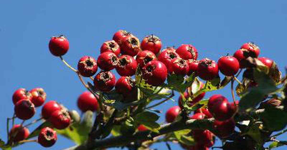 Dosering til Hawthorn Berries
