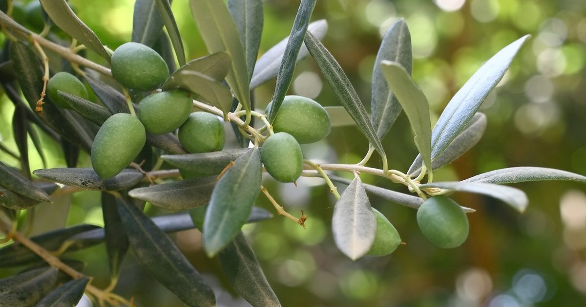 Virkningen af ​​Olive Leaf Extract på skjoldbruskkirtlen