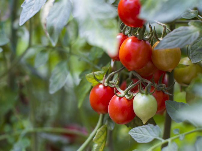 De effecten van zink op planten