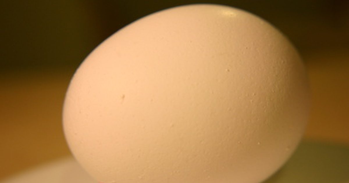 مكملات البروتين البيض