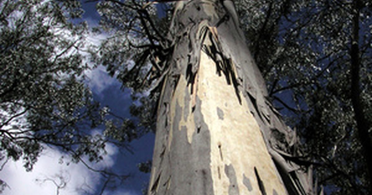 Neželeni učinki Eucalyptus Oil