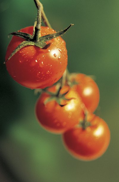 Foliumzuur in tomaten