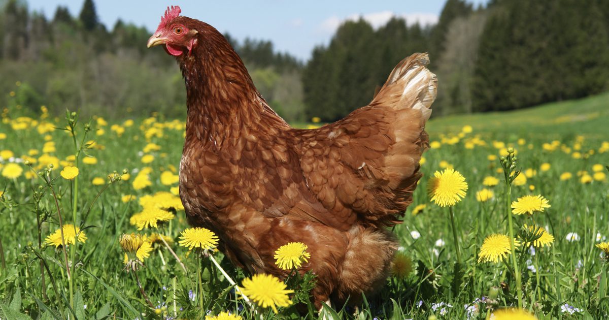 Nasveti za kuhanje piščanca za prosti čas
