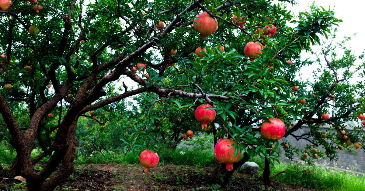 Rostoucí požadavky na stromy z granátového jablka
