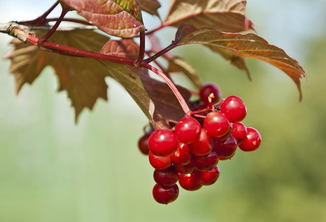 Hawthorn Berry Contraindications