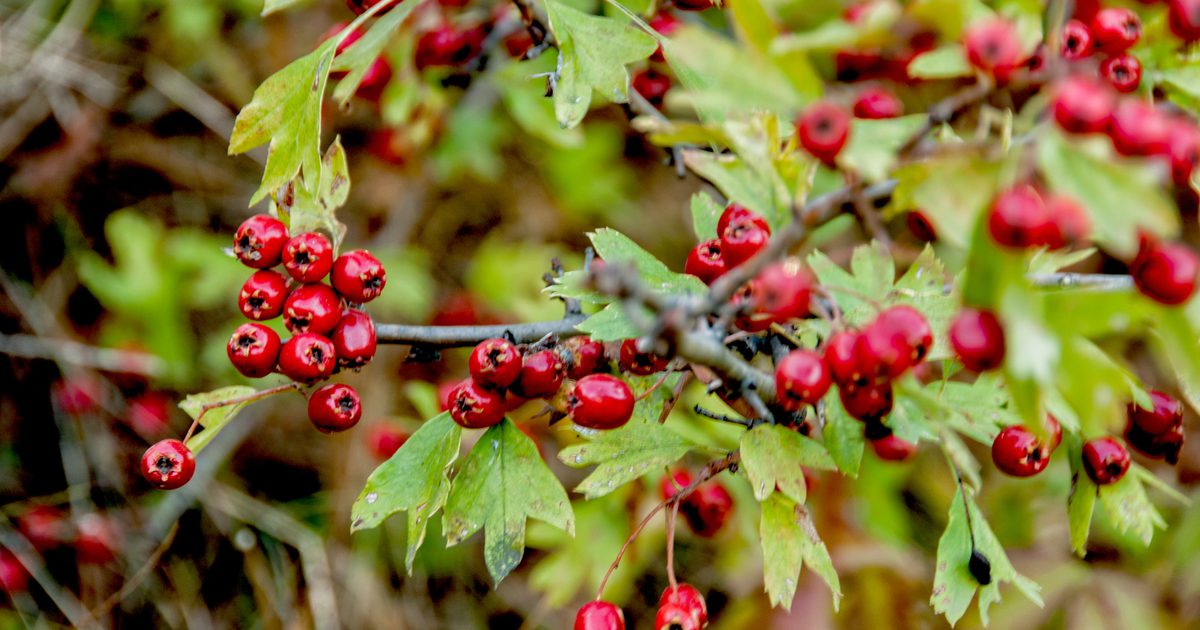 Hawthorn Berry Herb som ett diuretikum