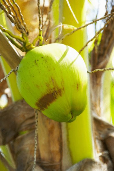 Zdravie Výhody kokosovej vody