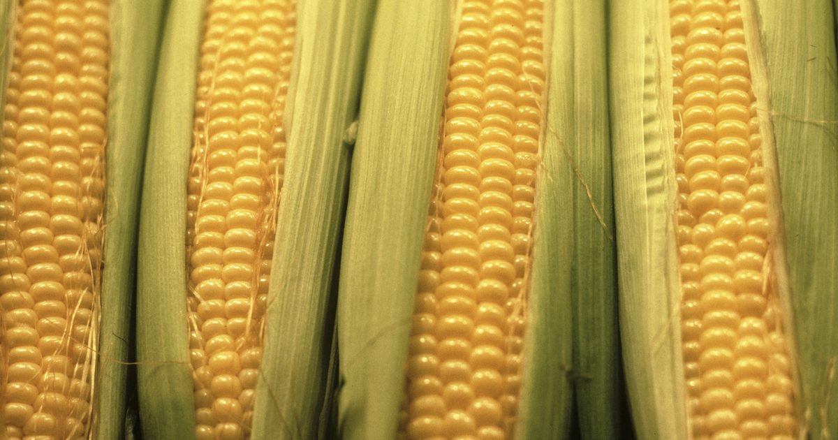 Gesundheitliche Vorteile und Verdauung von Mais